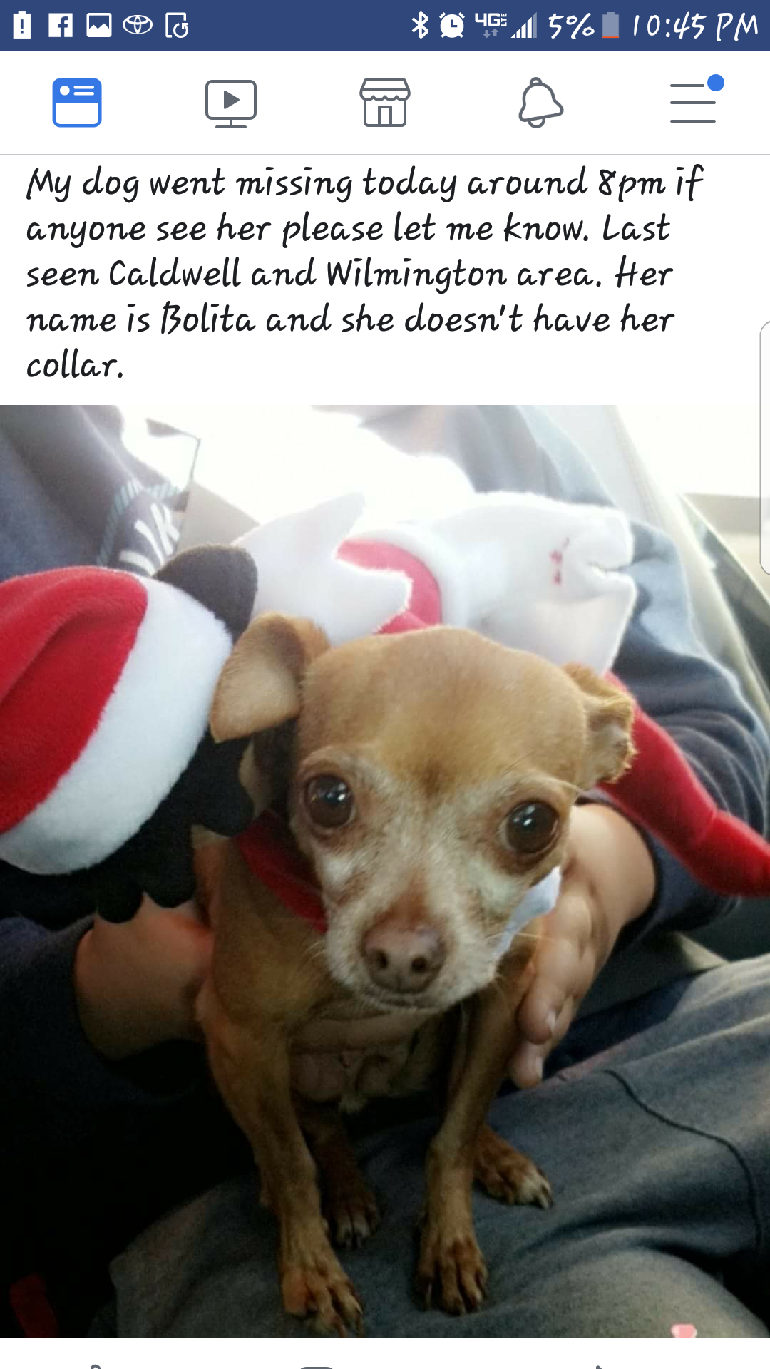 Image of Bolita, Lost Dog