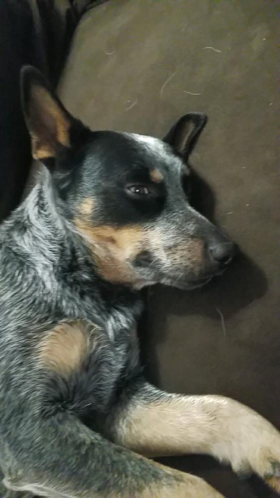 Image of Primo, Lost Dog