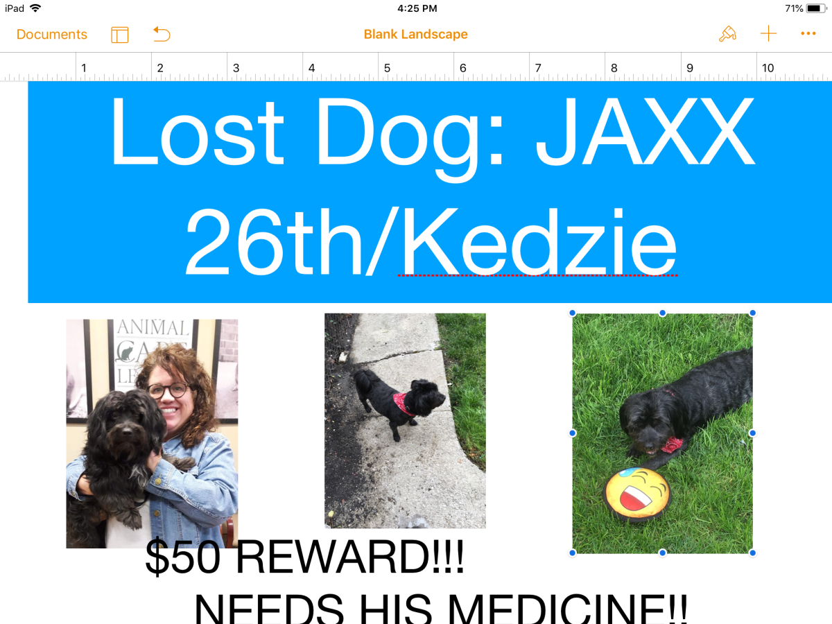 Image of Jaxx, Lost Dog