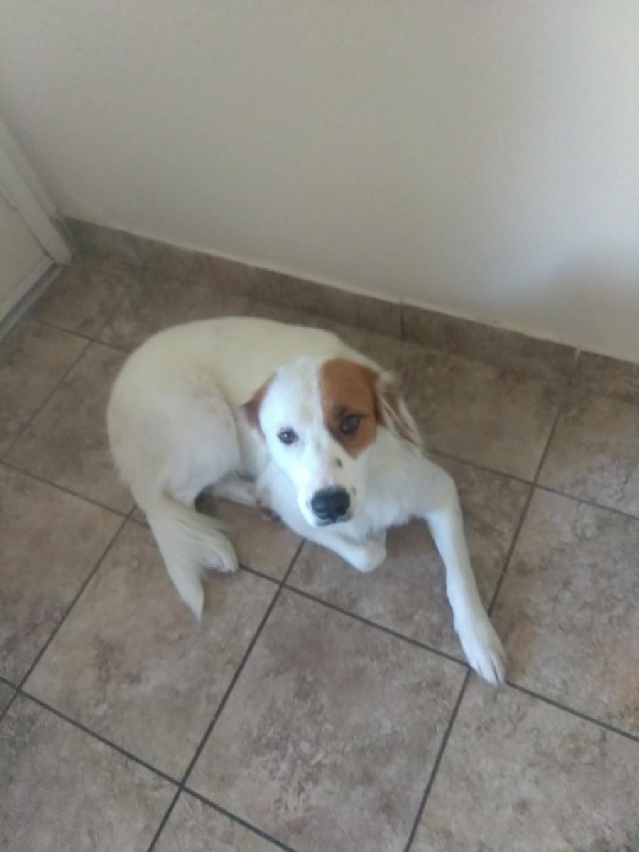 Image of Parches, Lost Dog