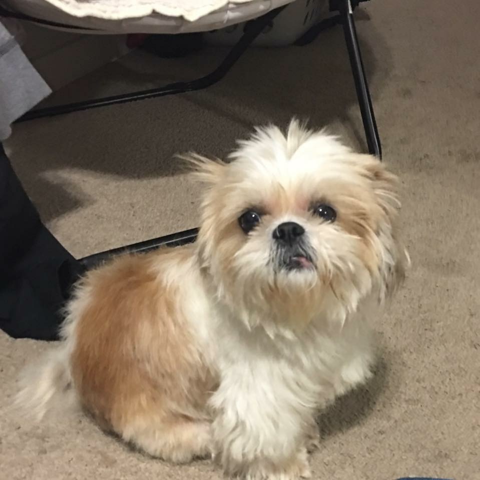 Image of Monte, Lost Dog