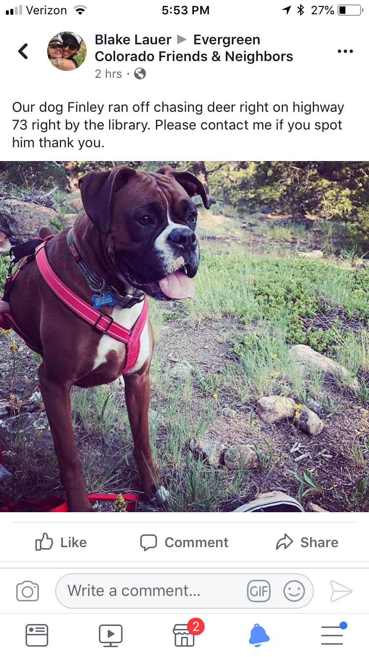 Image of Finley, Lost Dog