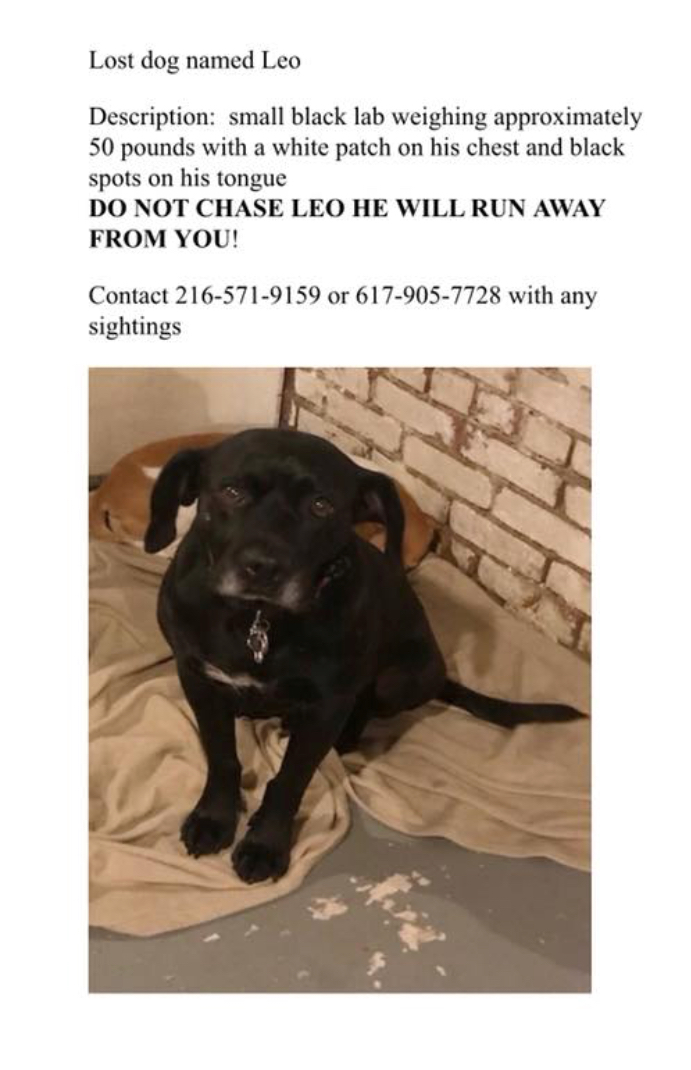 Image of Leo, Lost Dog