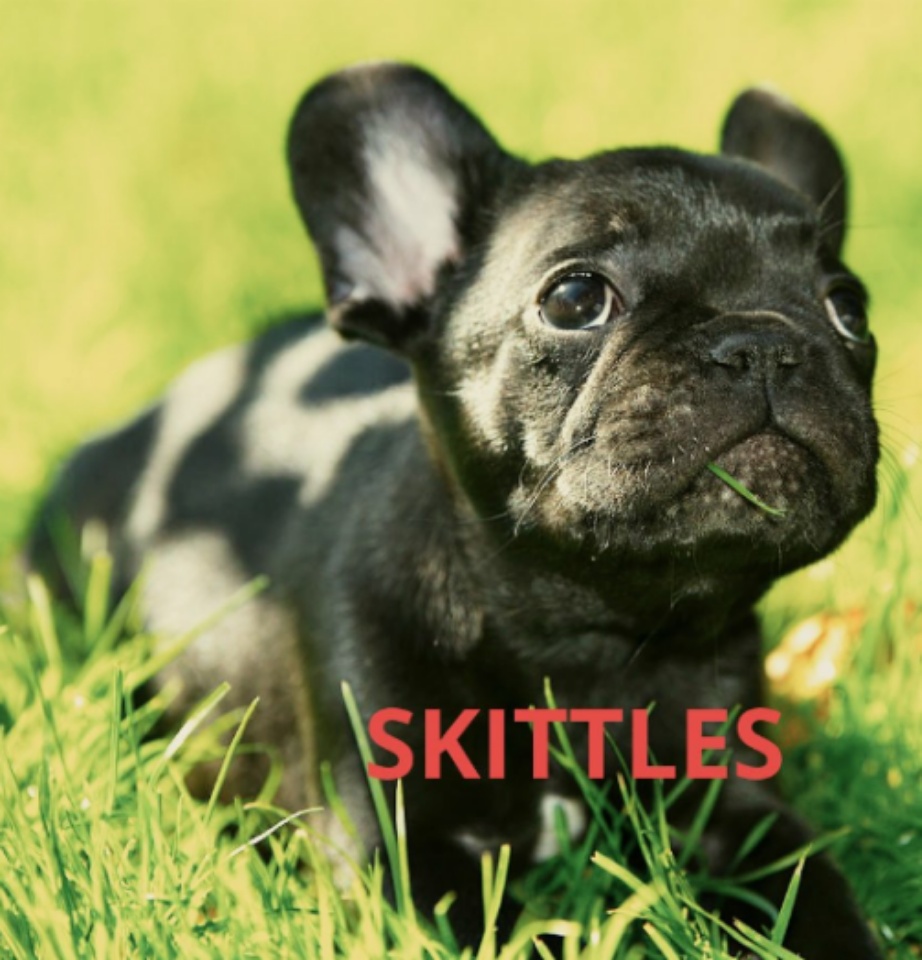 Image of SKITTLES, Lost Dog