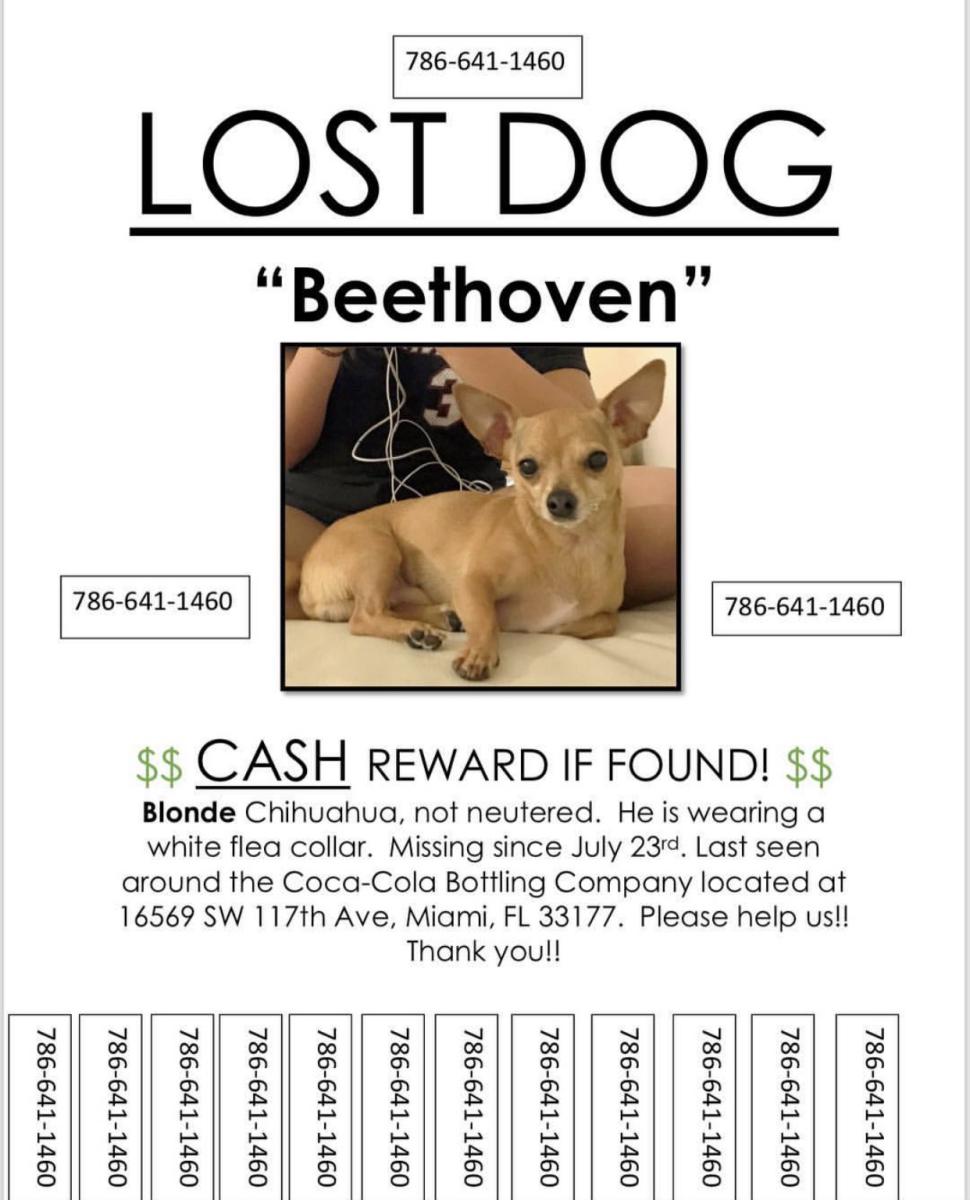 Image of Bethoven, Lost Dog