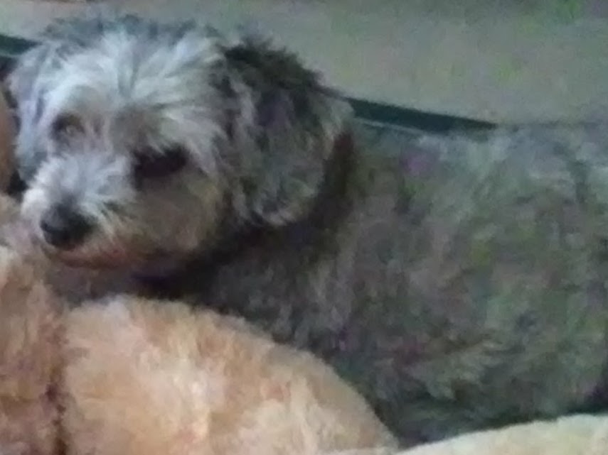 Image of Ralph, Lost Dog