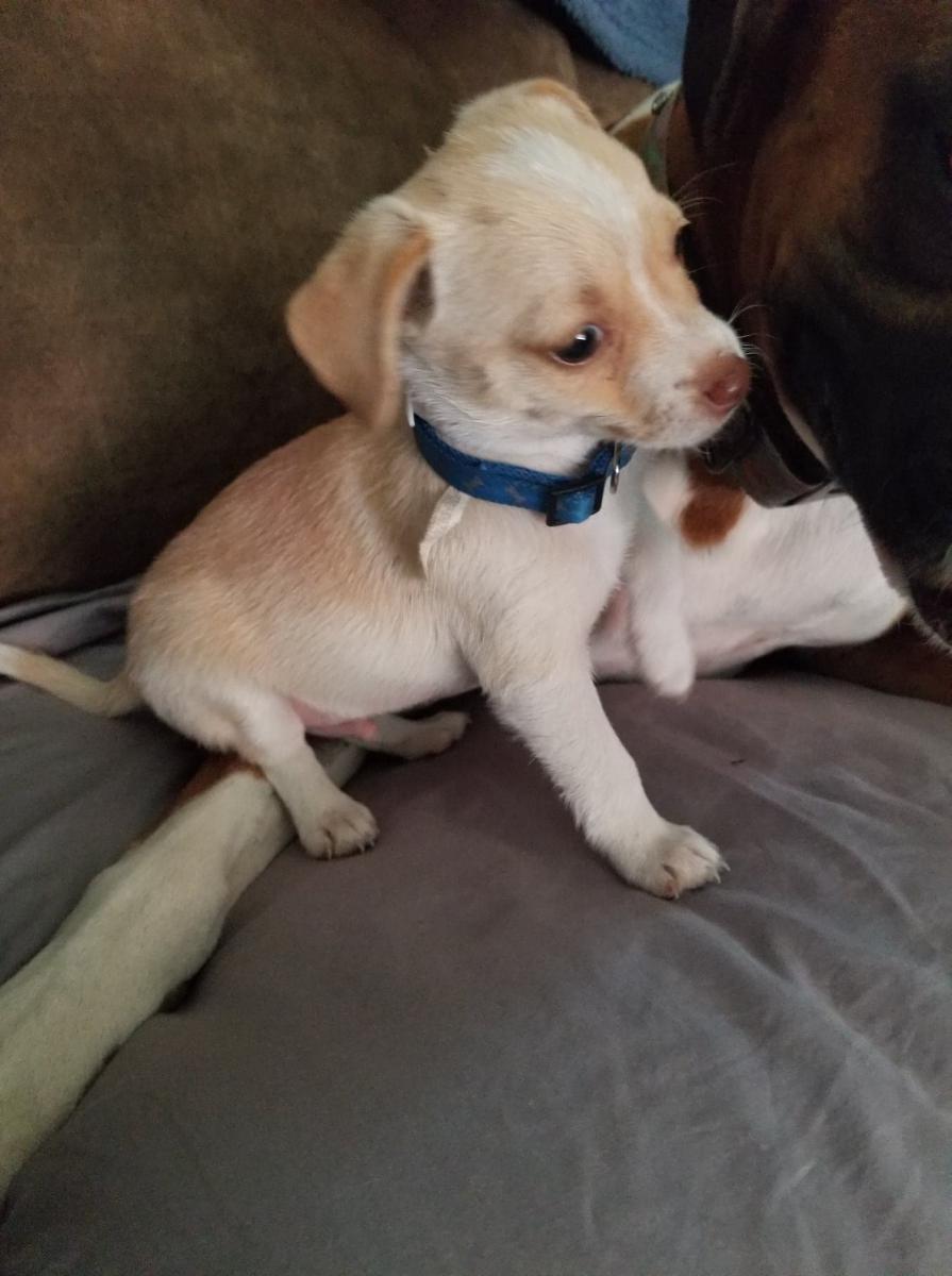 Image of Baby /Pancho, Lost Dog