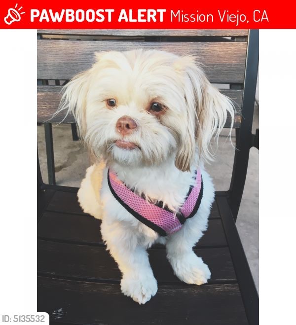 Image of Harlow, Lost Dog