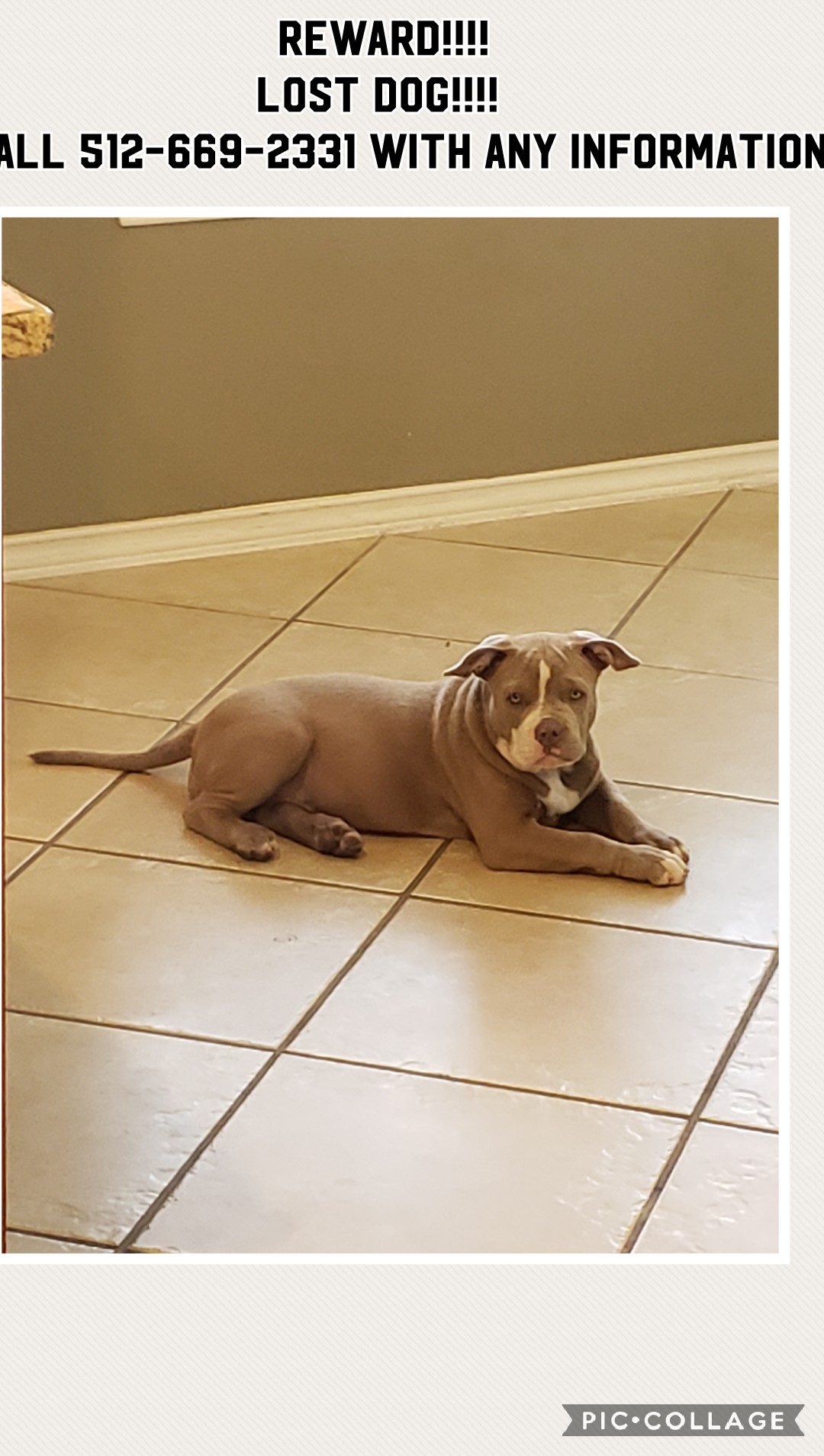 Image of Layla, Lost Dog