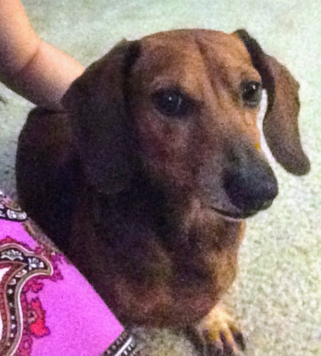 Image of Buster Brown, Lost Dog