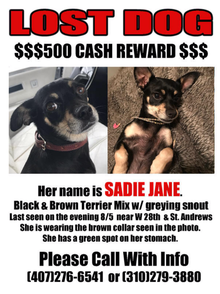 Image of Sadie Jane, Lost Dog
