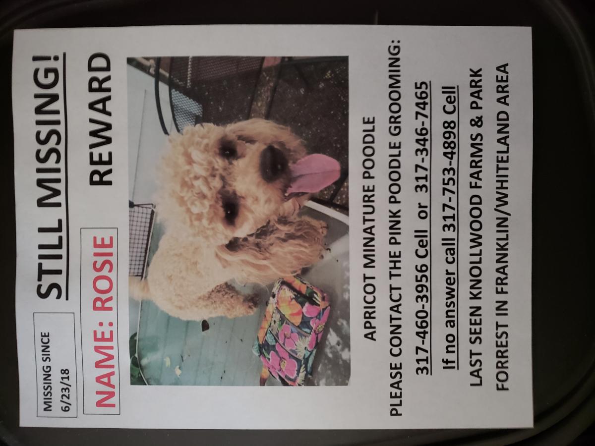 Image of rosie, Lost Dog