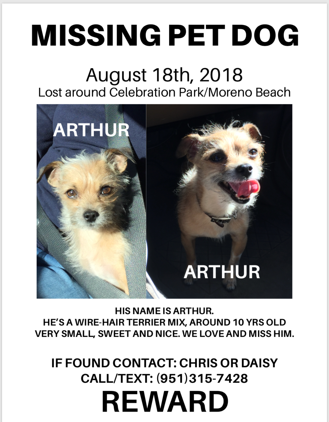 Image of Arthur, Lost Dog