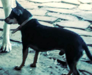 Image of Alfredo, Lost Dog