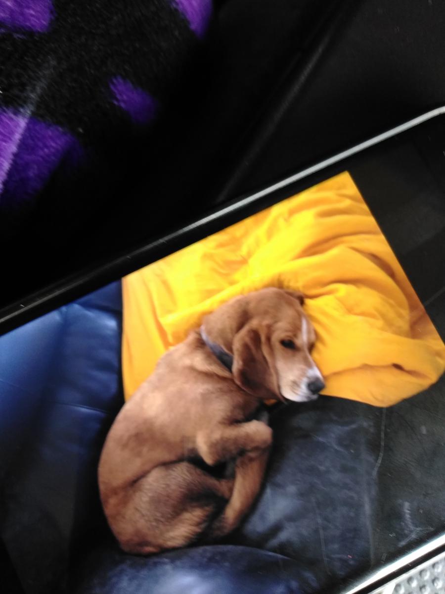 Image of Dixue, Lost Dog