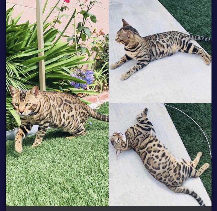 Image of Dracarys, Lost Cat