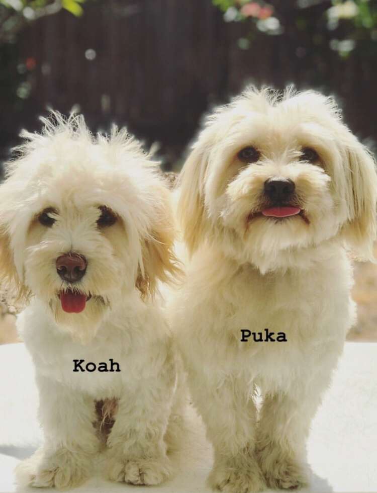 Image of Puka, Lost Dog