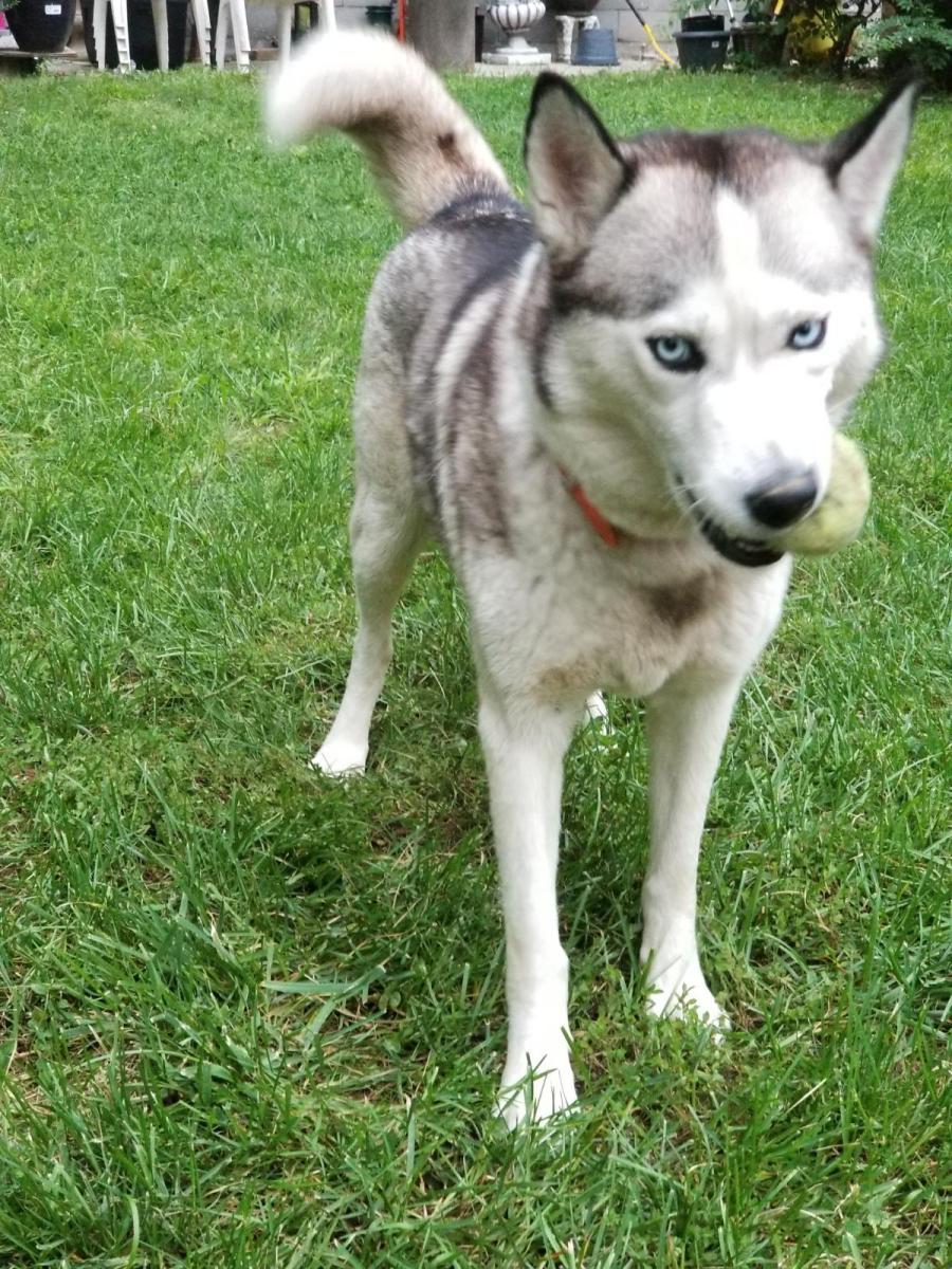 Image of Yuki, Lost Dog