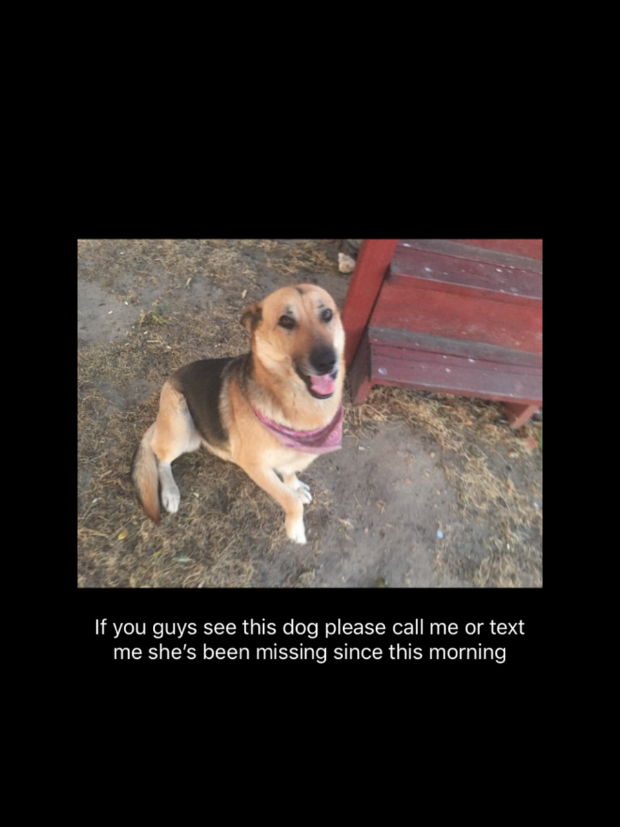 Image of Sacha, Lost Dog