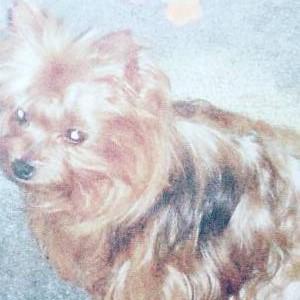 Image of Isabella, Lost Dog
