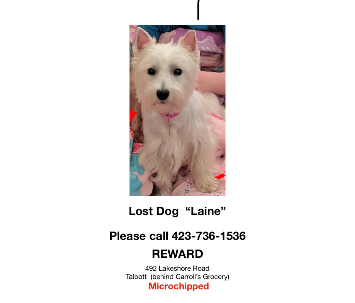 Image of Laine, Lost Dog