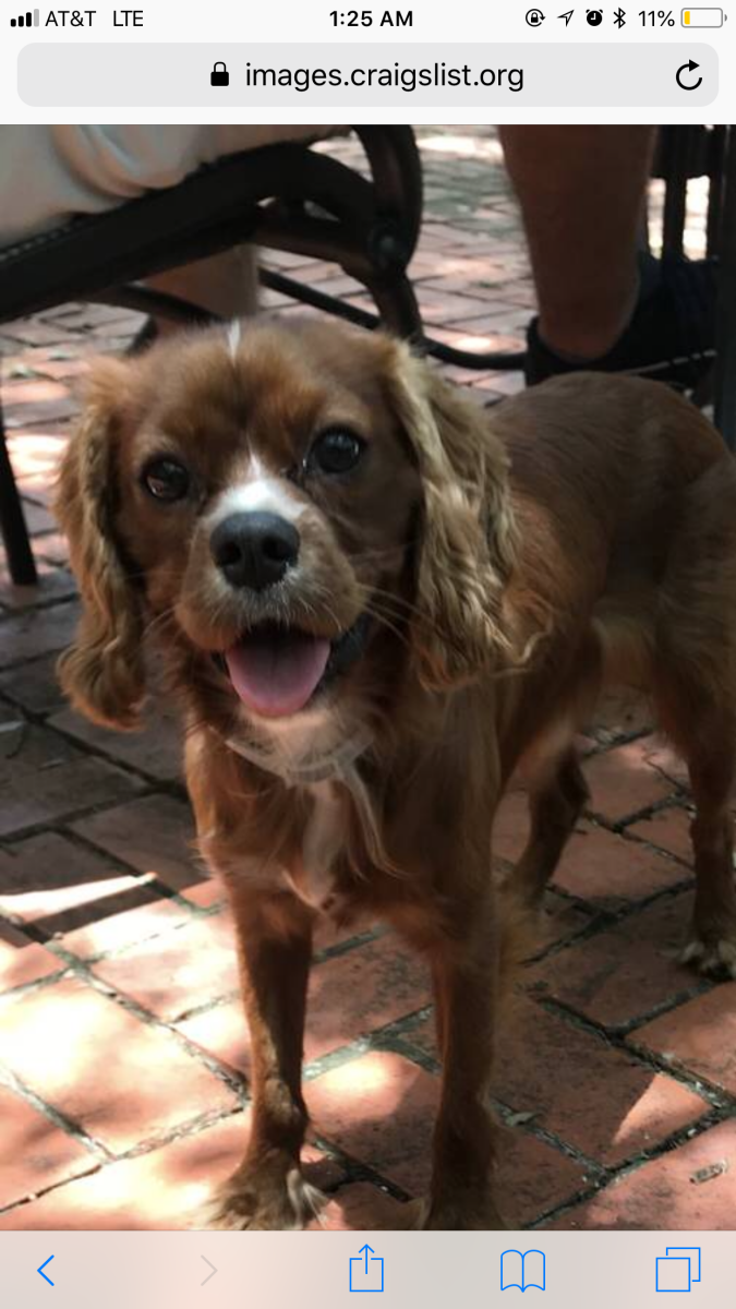 Lost Dog Cavalier King Charles Spaniel In Austin Tx Lost My Doggie