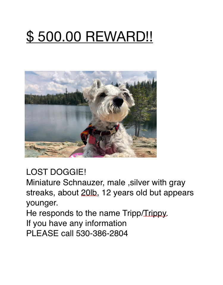 Image of Tripp, Lost Dog