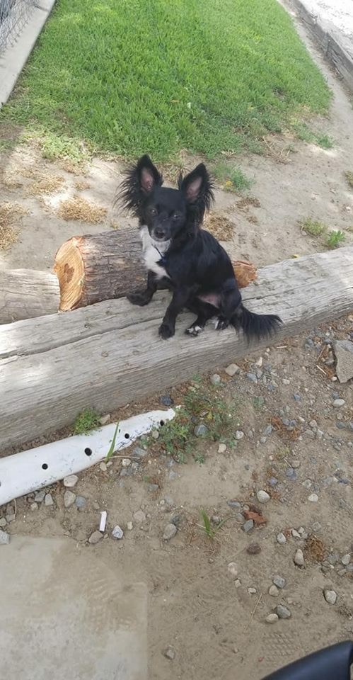 Image of Lilith, Lost Dog