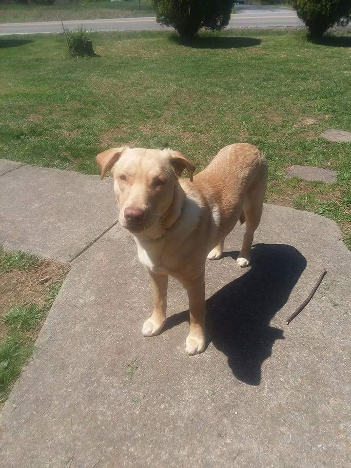 Image of Shiloh, Lost Dog