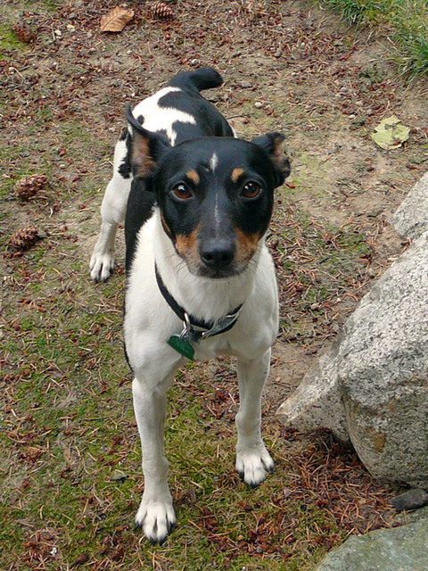 Image of Brix, Lost Dog