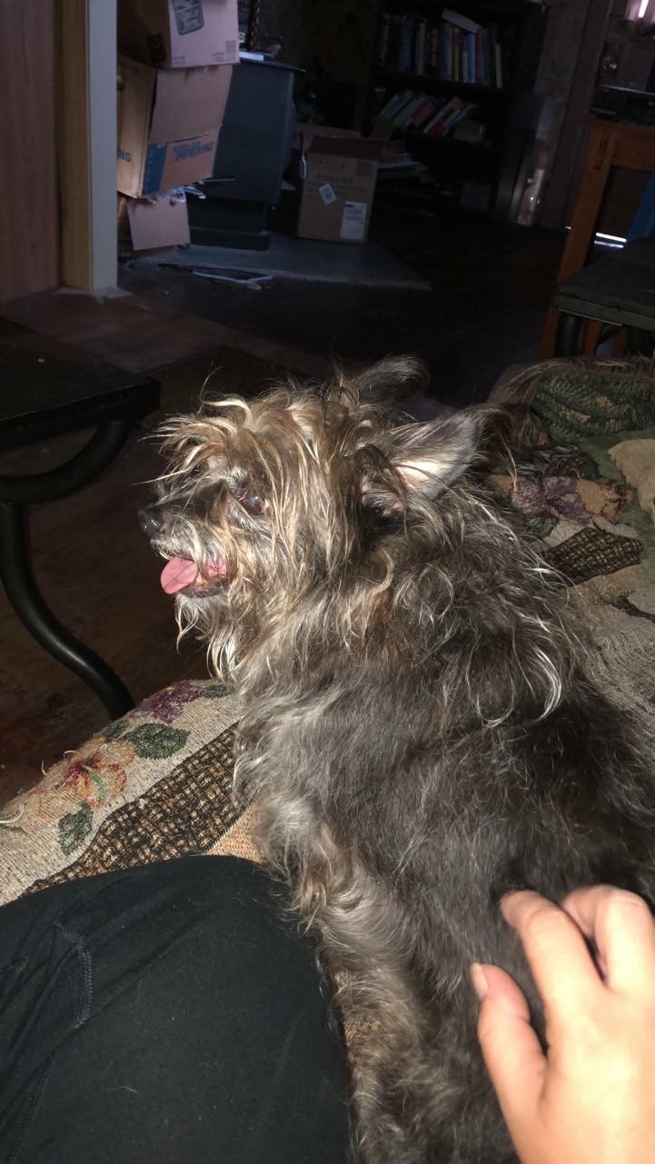 Image of Toto, Lost Dog