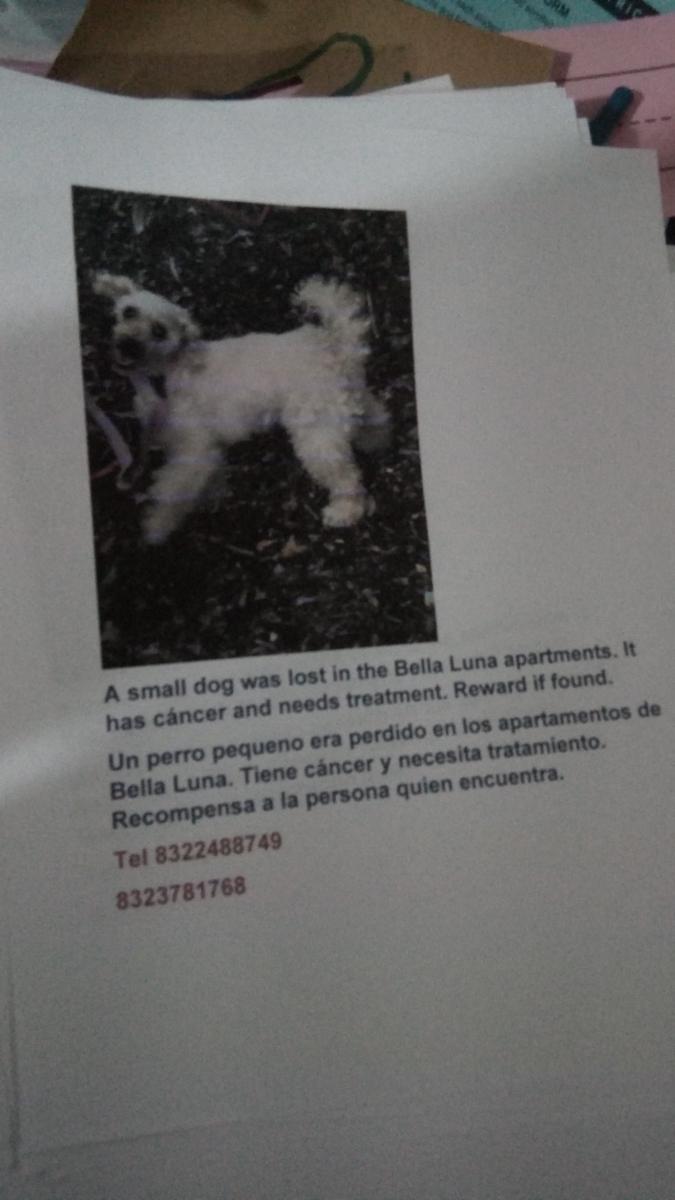 Image of Evelina, Lost Dog