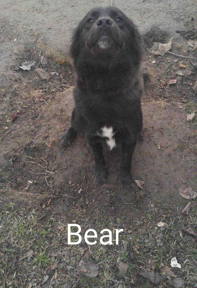 Image of Bear/Oso, Lost Dog