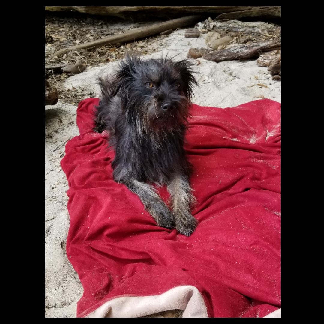 Image of Osito, Lost Dog