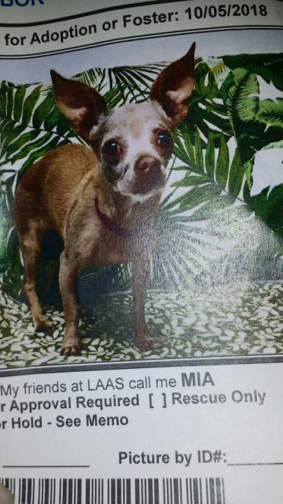 Image of MIA ORTIZ, Lost Dog