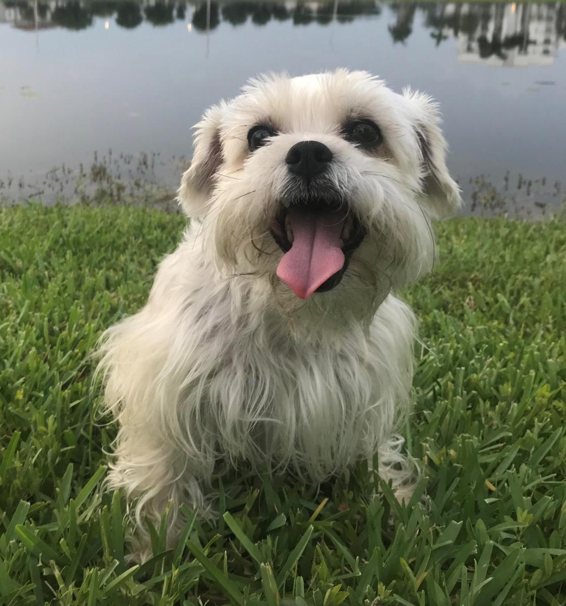 Image of COOKIE, Lost Dog