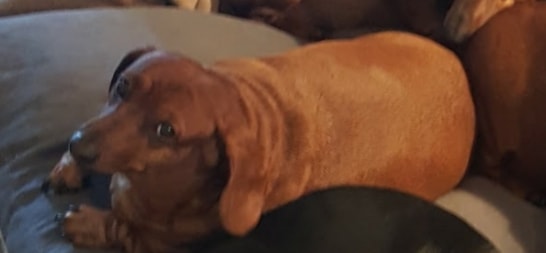 Image of Cinnamon, Found Dog