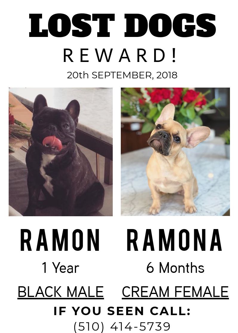Image of Ramon/Ramona, Lost Dog