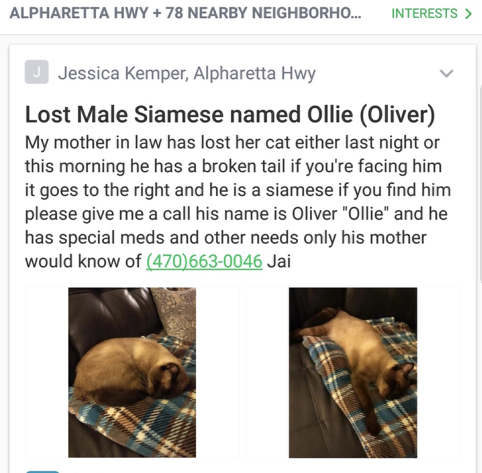 Image of Ollie (oliver), Lost Cat