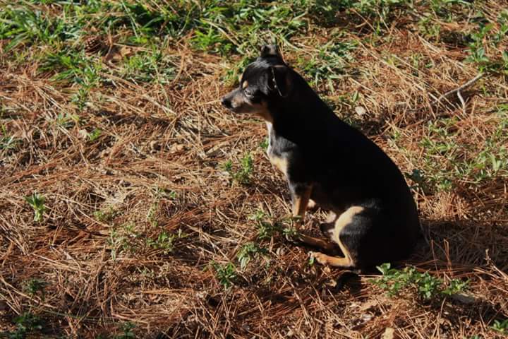 Image of Blanka, Lost Dog
