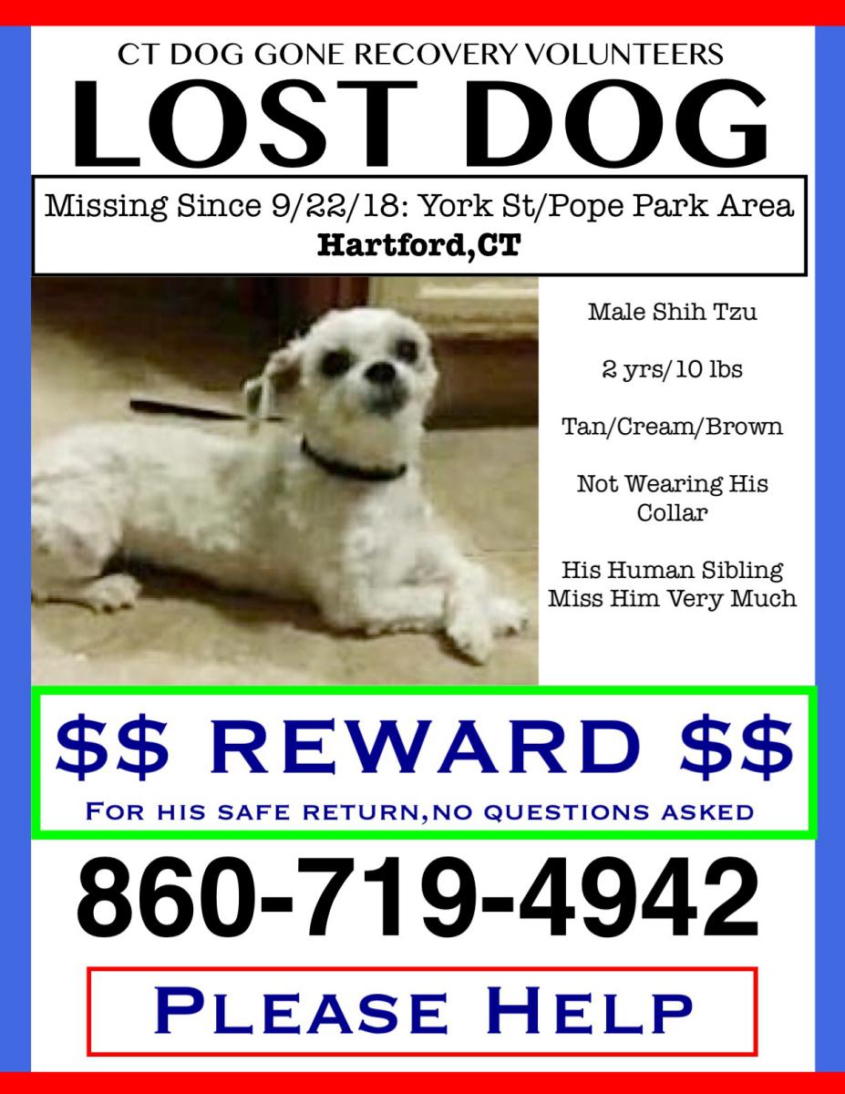 Image of Kent, Lost Dog