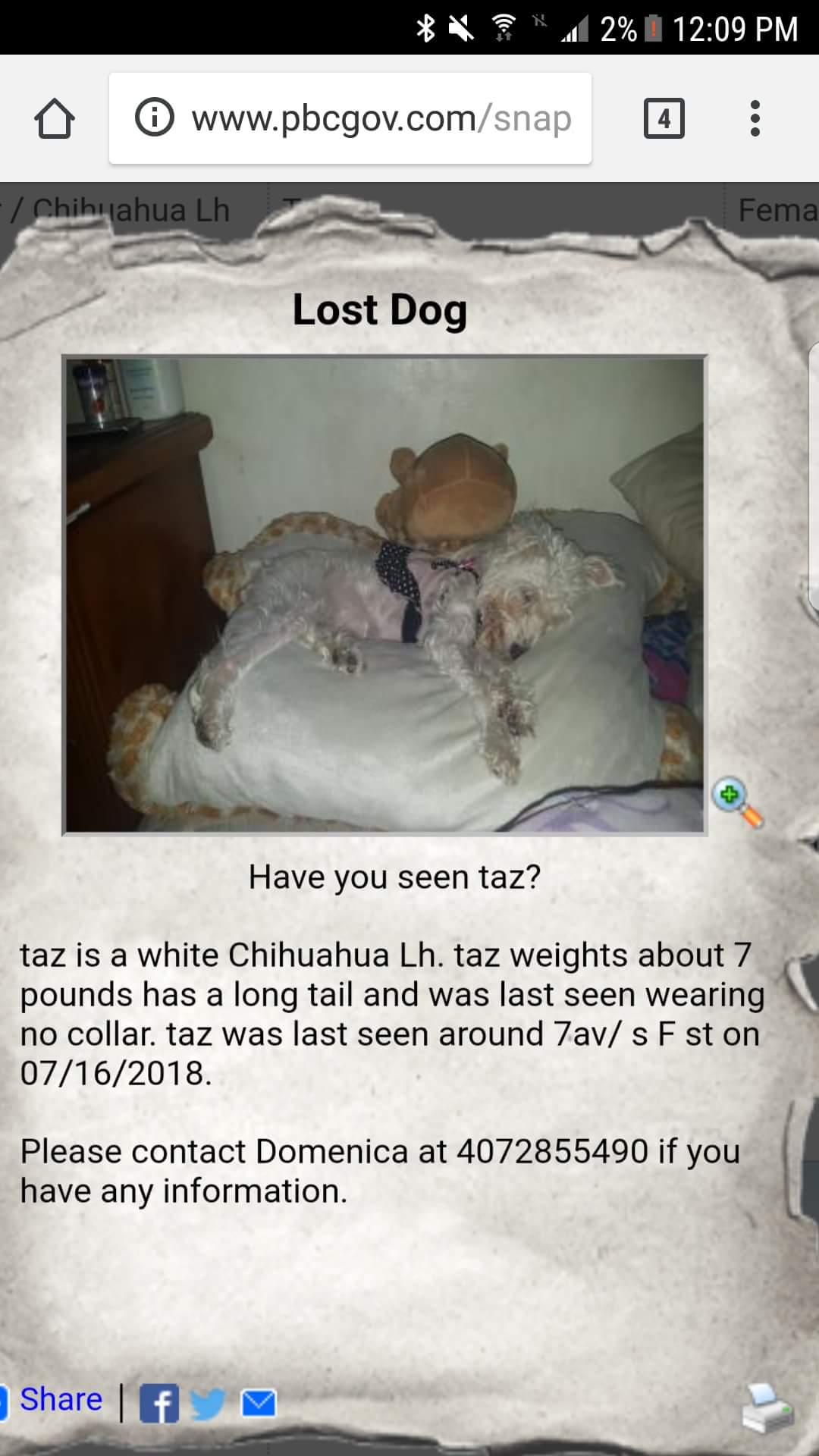 Image of Taz, Lost Dog
