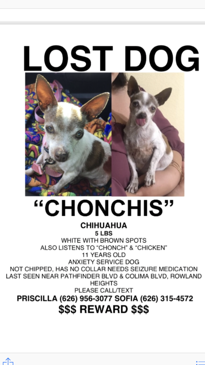 Image of Chonchis, Lost Dog