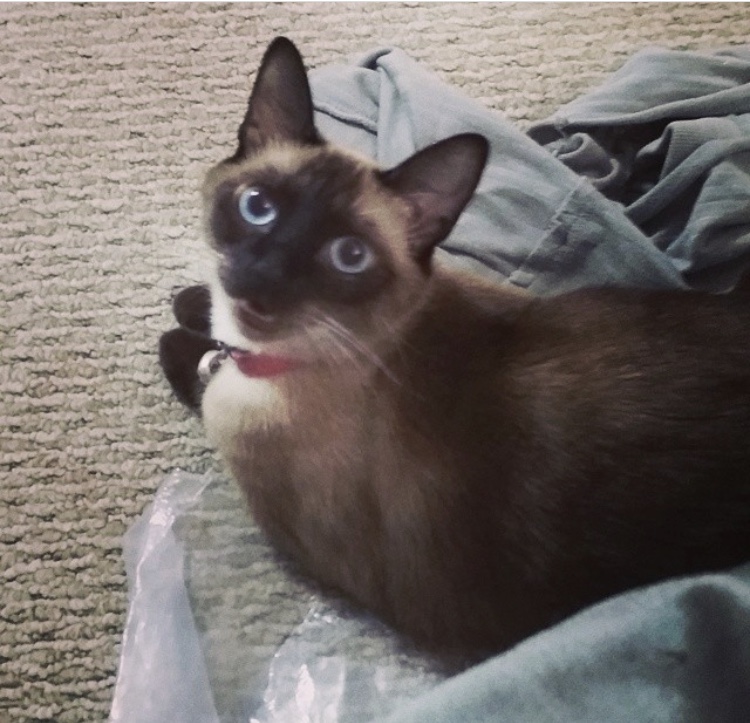 Image of Boo, Lost Cat