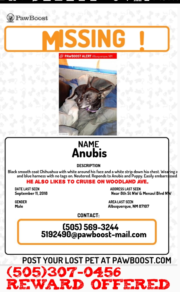 Image of Anubis, Lost Dog