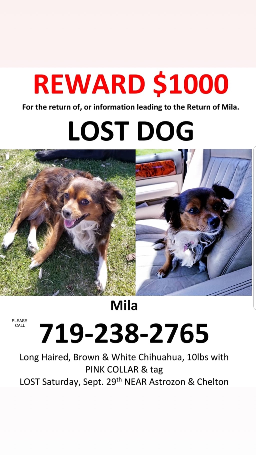 Image of Mila, Lost Dog