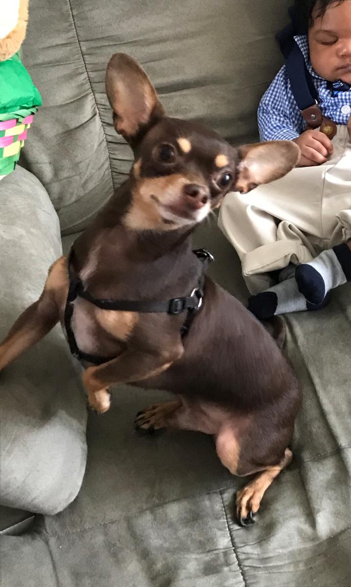 Image of chewy, Lost Dog