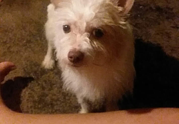 Image of Cato, Lost Dog