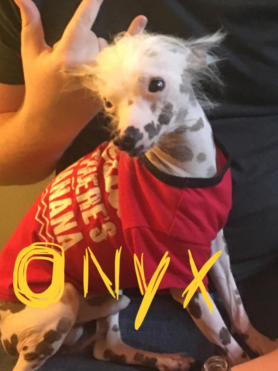 Image of Onyx, Lost Dog