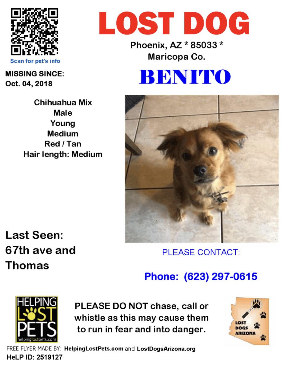 Image of Benito, Lost Dog